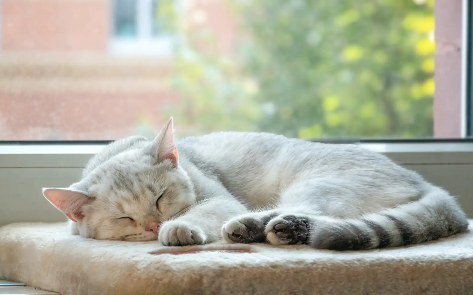 A gray and white cat asleep on a sunny window-seat cushion