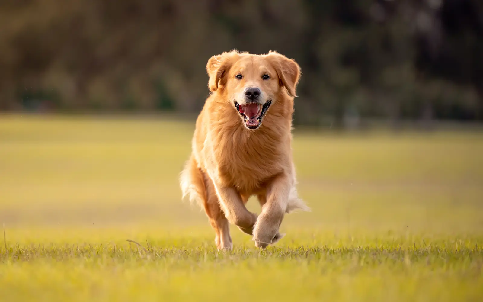 A golden retriever running toward the camera across a sunlit field