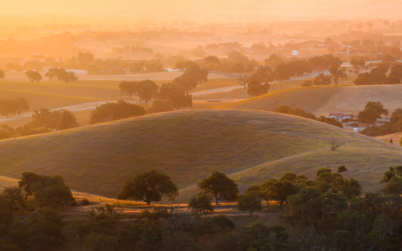 Golden rolling hills dotted with oak trees at sunset