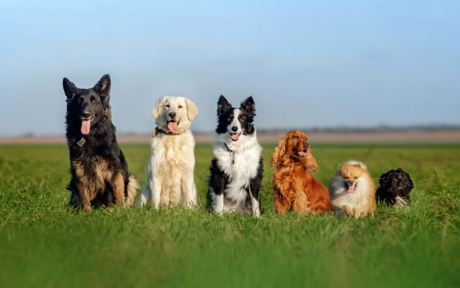 Six dogs of different breeds sitting together on a wide green field