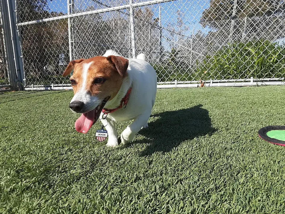 A beagle mix running across the turf play yard
