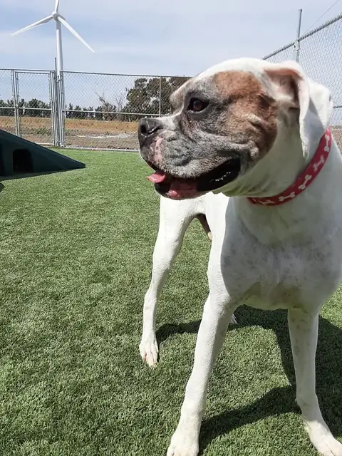 A boxer mix standing on the turf