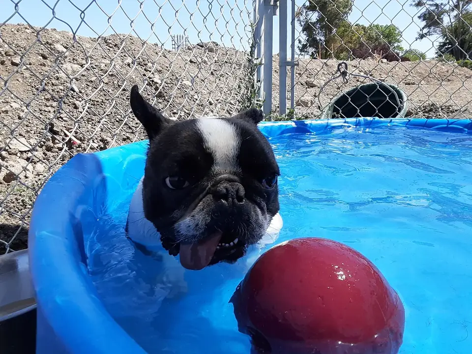A French bulldog in the kiddie pool with a ball