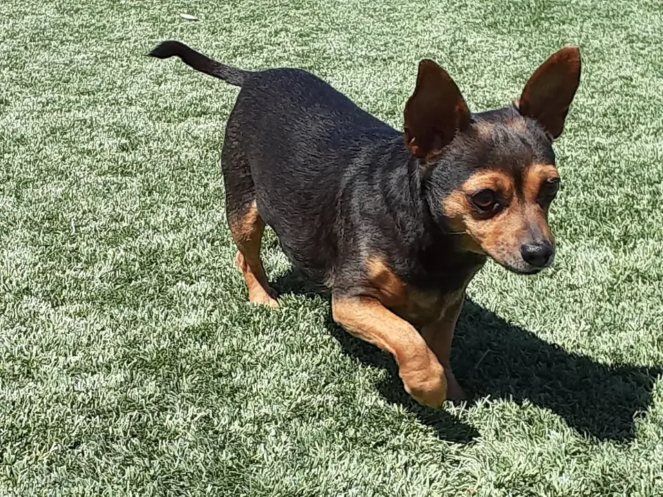 A small black and tan dog walking on the turf