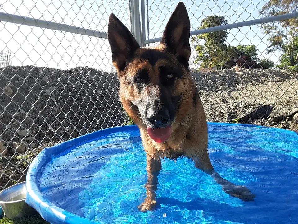 A German Shepherd standing in a kiddie pool