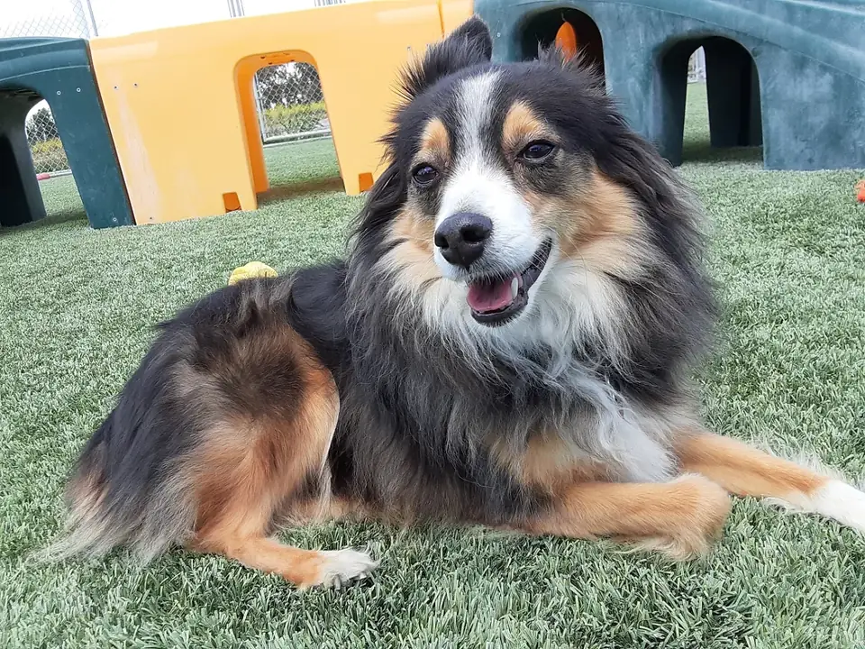 A long-haired tri-color dog lying on the turf