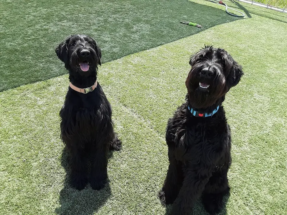 Two black doodles sitting side by side