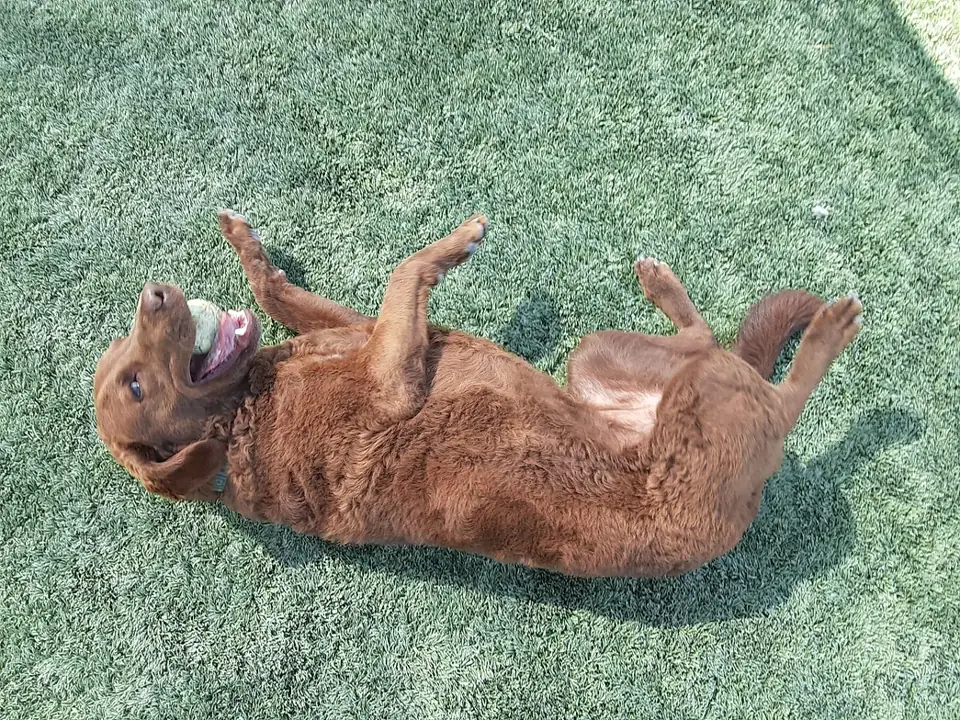 A red dog rolling on its back on the turf
