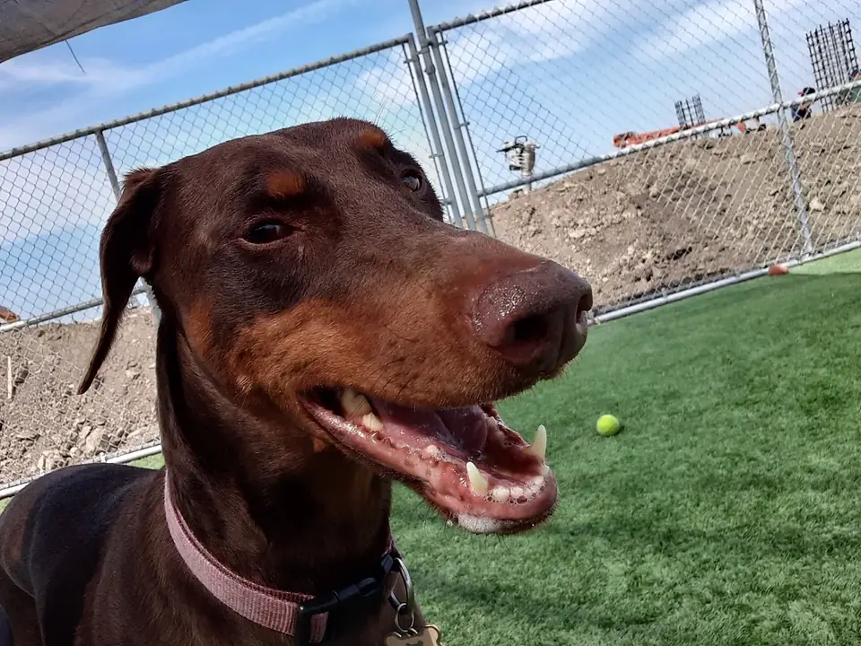 A red Doberman type smiling, close-up