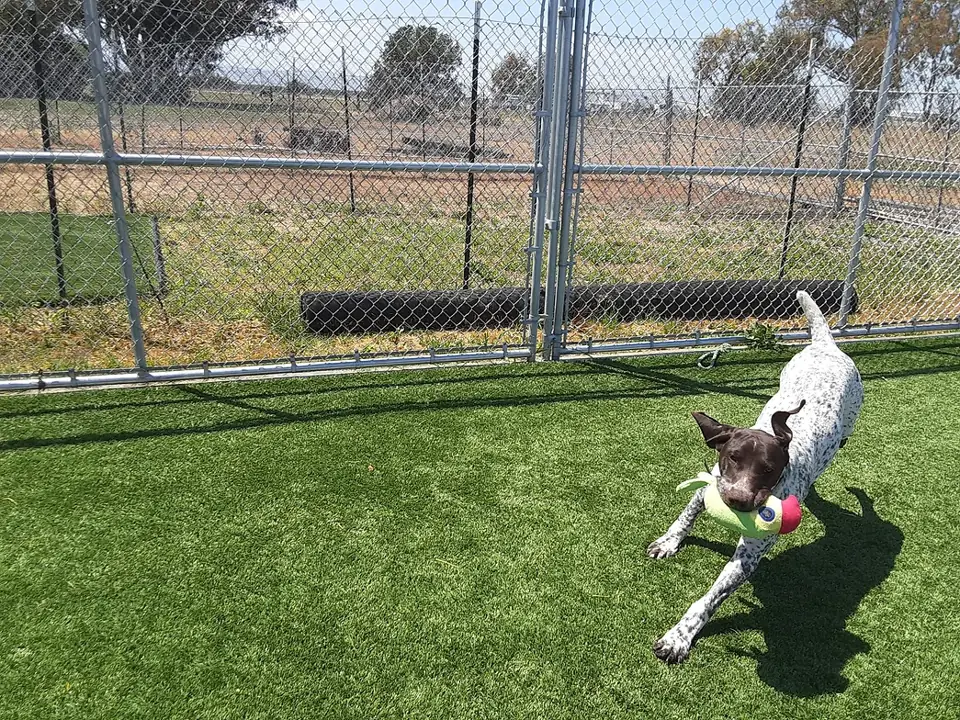 A dog running with a toy across the Happy Paws turf play yard