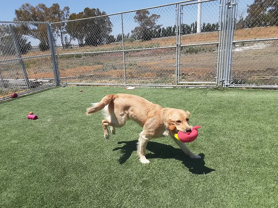A yellow Lab running with a toy across the play yard