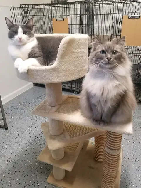 Two cats on a cattery tree