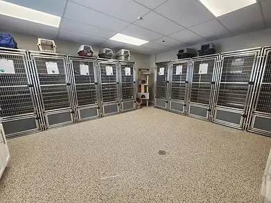 The Happy Paws cattery room with its wall of cat condos