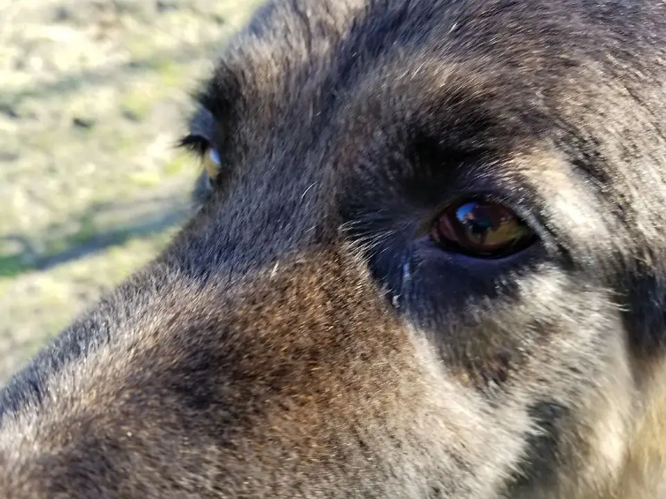 A shepherd close-up of the eye and muzzle