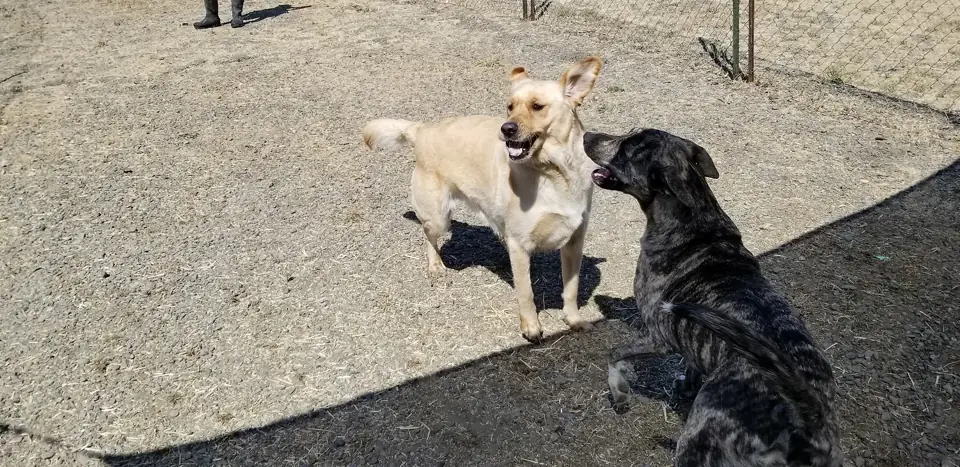 Two dogs meeting in the gravel yard