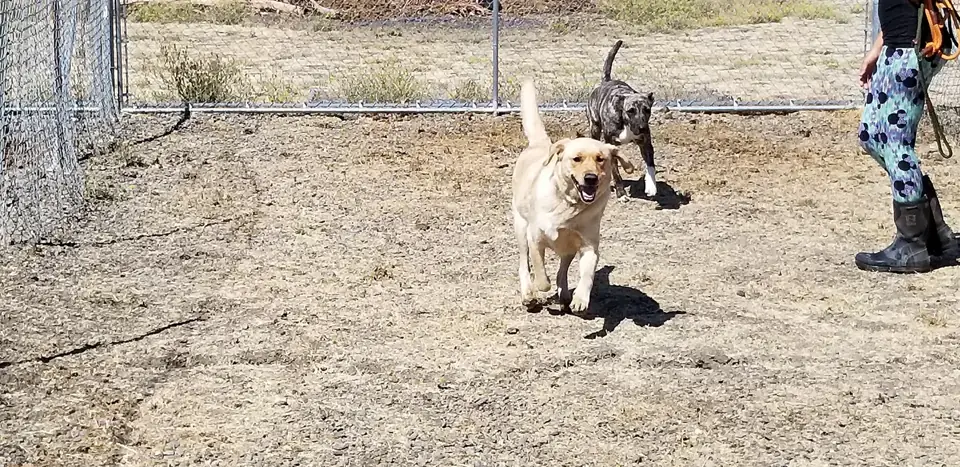 A yellow Lab trotting across the gravel yard