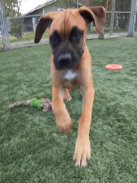 A boxer mix puppy running toward the camera