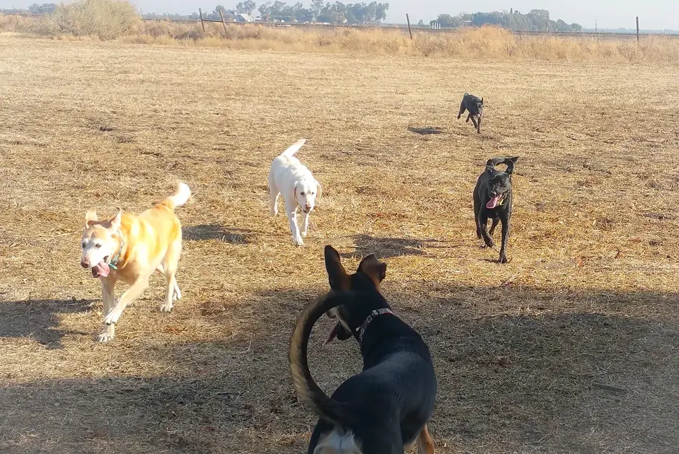 Four dogs running across the dry-grass field