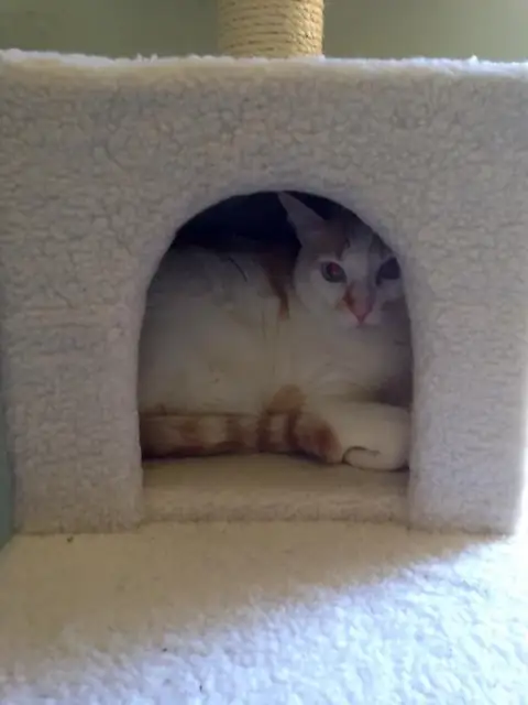 A cat curled up inside a carpeted cat house