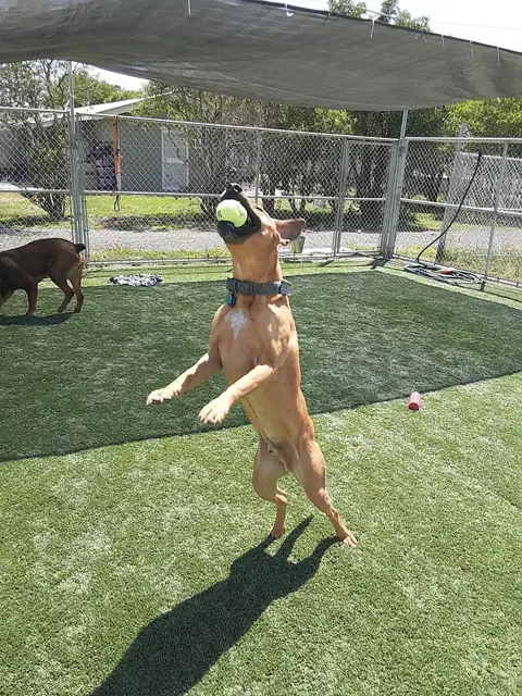 A dog jumping for a ball