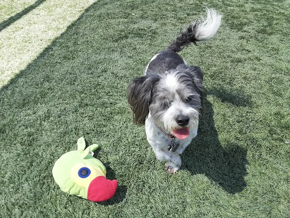 A gray and white shaggy dog with a duck toy