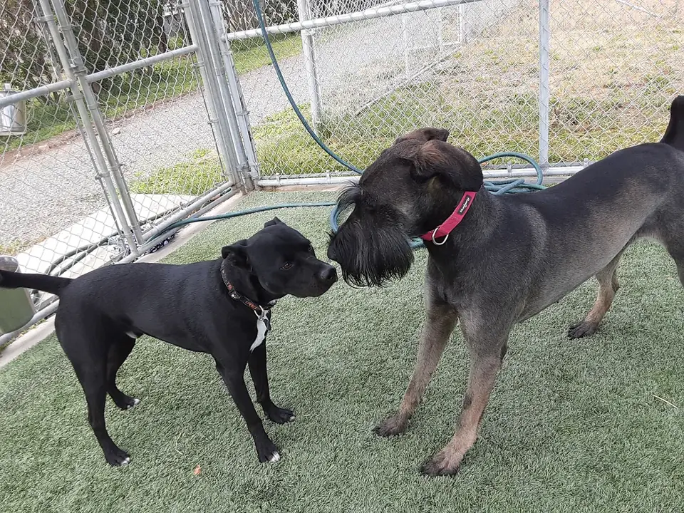 Two black dogs greeting on the turf