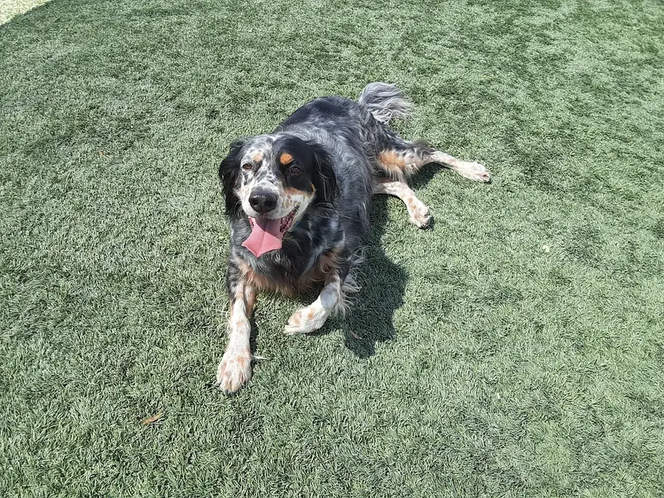 A border collie mix lying on the turf