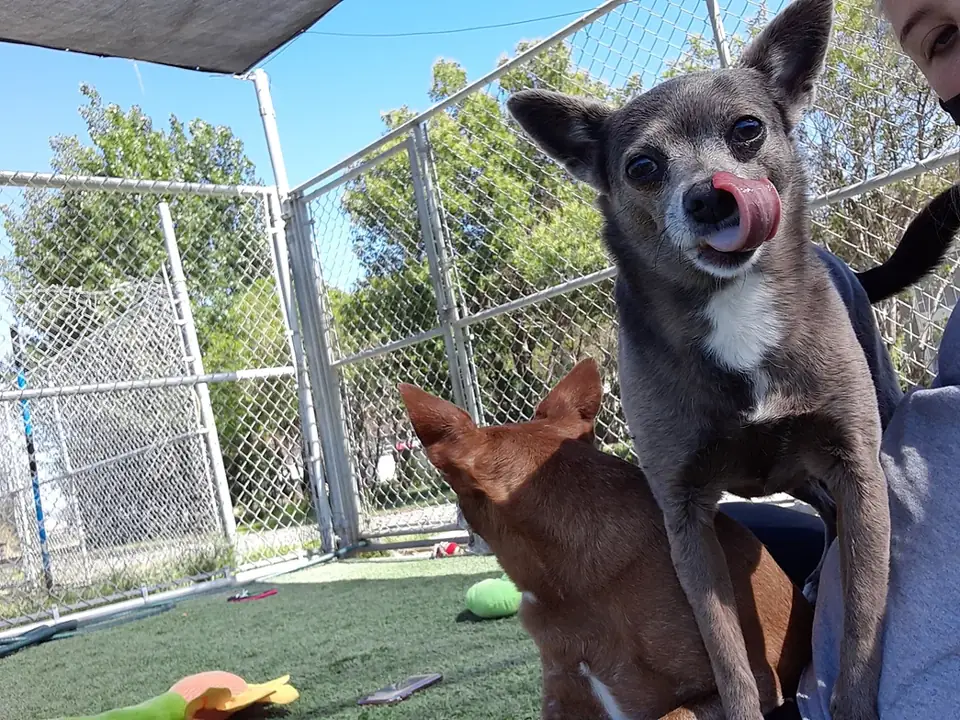 Two dogs crowding the camera by the fence