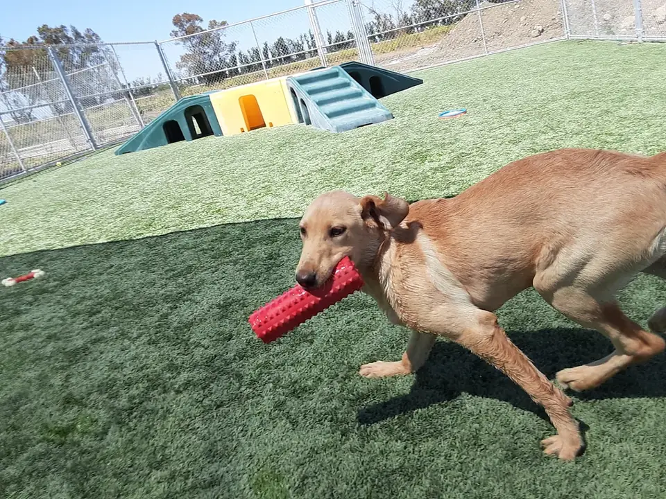 A tan dog running with a rope toy