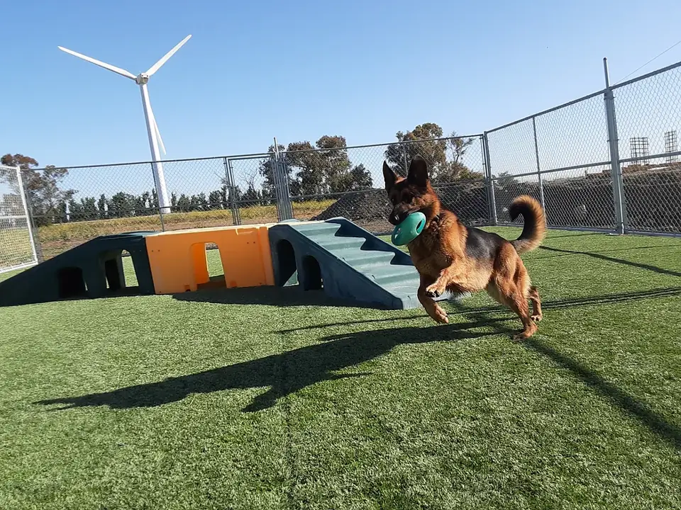 A small dog in the play yard with the wind turbine behind