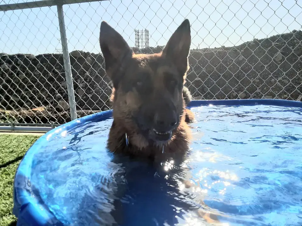 A German Shepherd in a kiddie pool