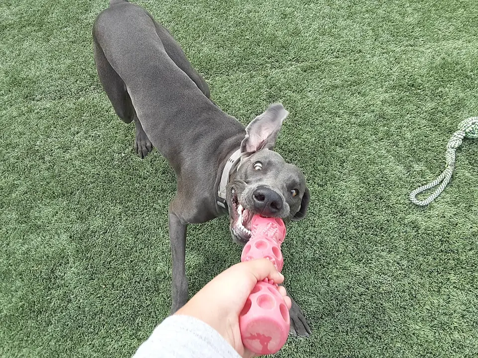 A gray pit bull playing tug with a rope toy