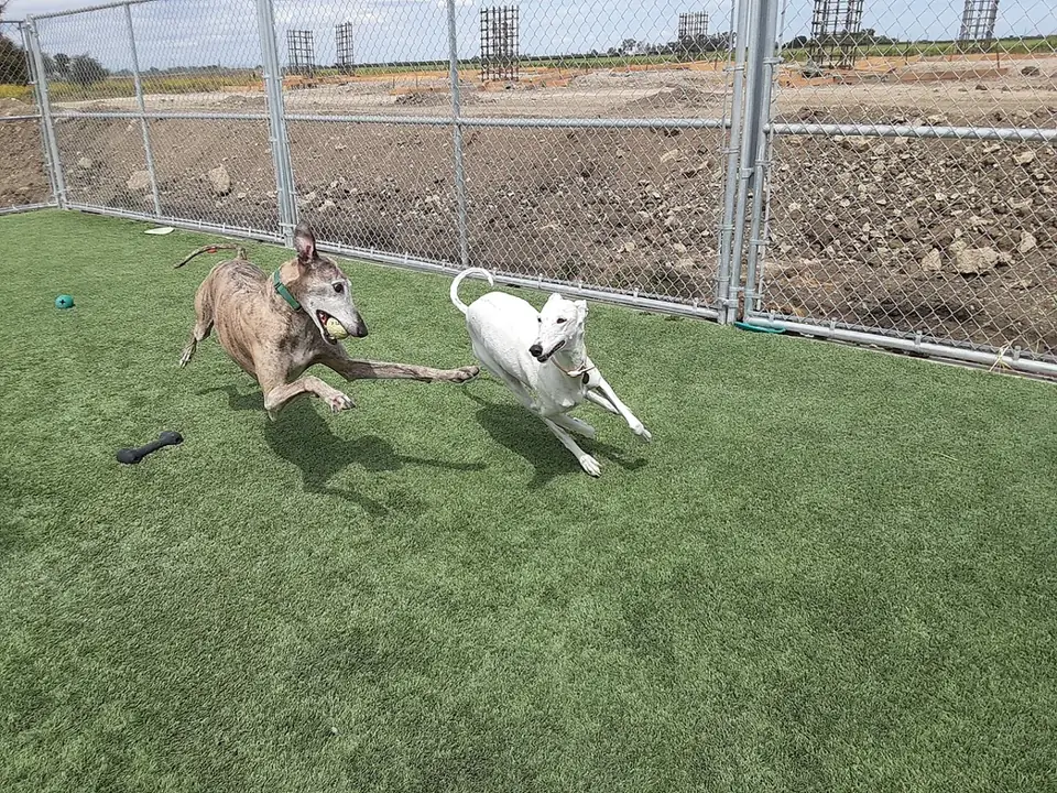 Two dogs running in the play yard