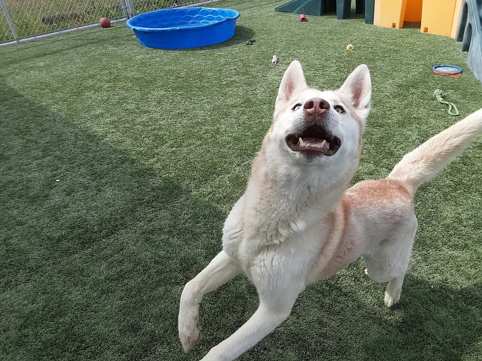 A white husky bounding across the turf