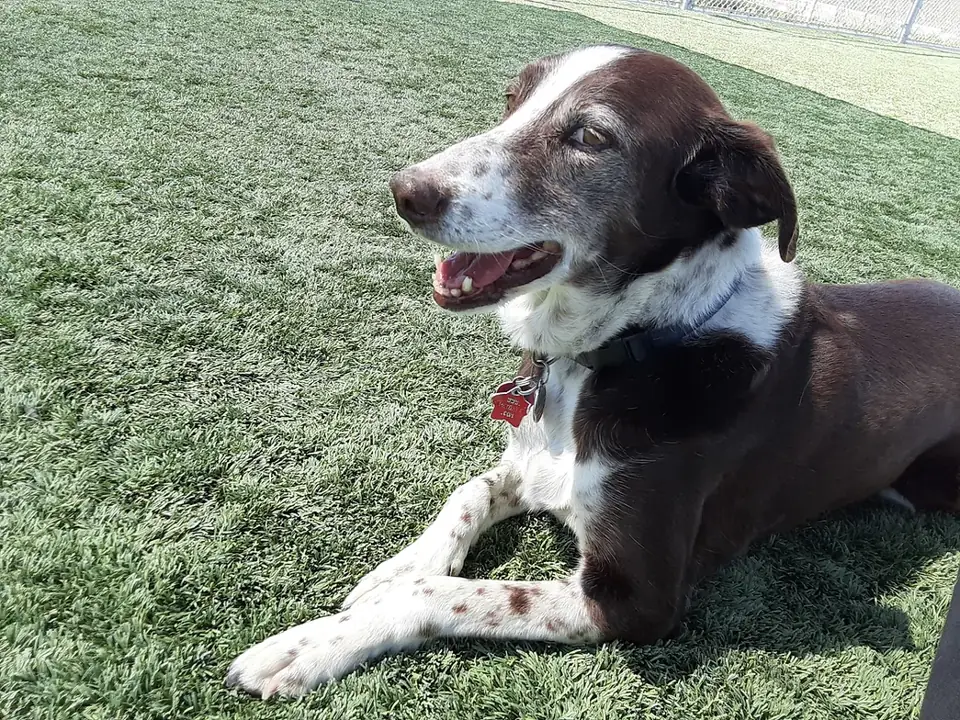 A brown and white dog lying on the turf