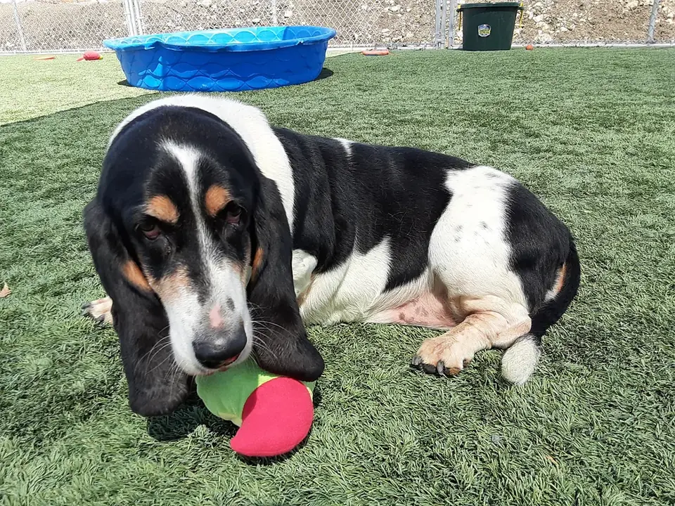 A basset hound lying with a toy