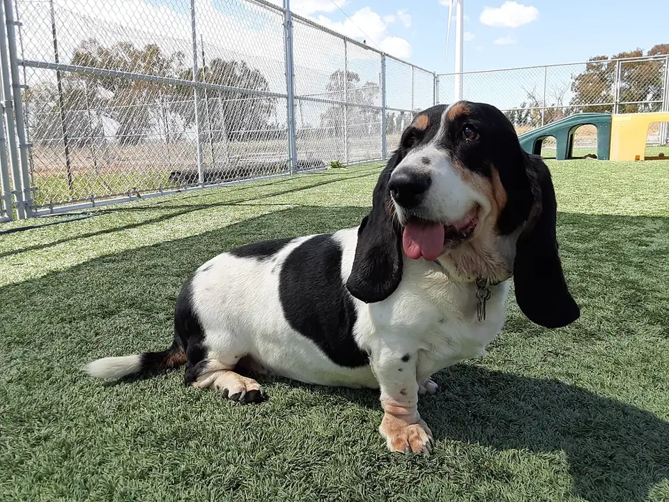 A basset hound lying on the turf