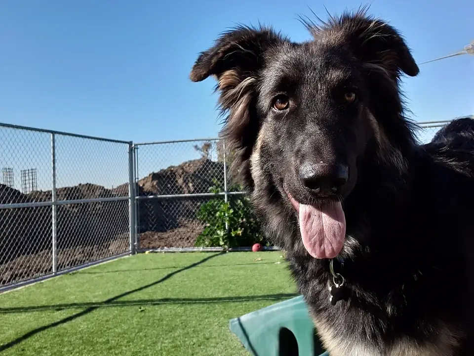 A black shepherd mix close-up by the fence