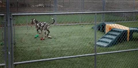 The fenced play yard