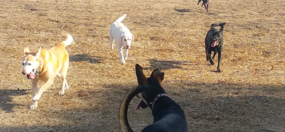 Four dogs running across the dry-grass field at Happy Paws Kennels in Dixon