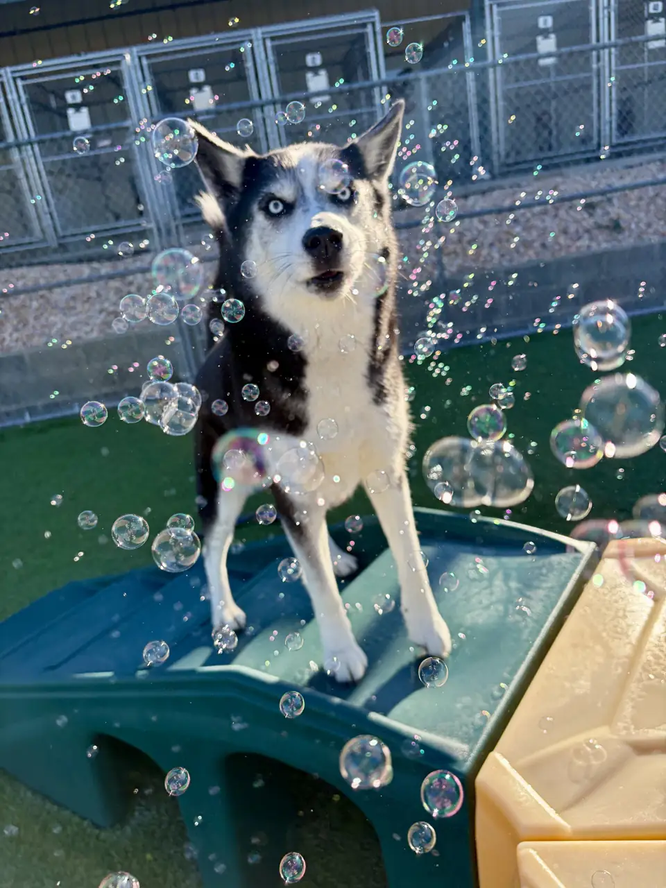 A husky guest standing on a play ramp in a cloud of bubbles during a bubble play session