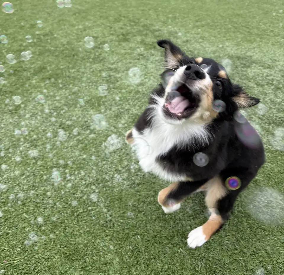 A tricolor dog leaping up to snap at bubbles on the turf play yard