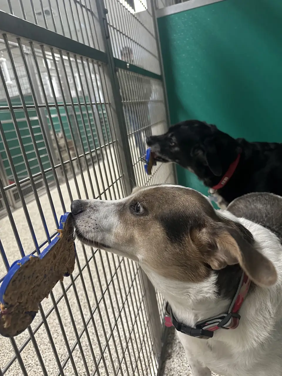 Two guests working on peanut-butter lick mats fastened to their kennel doors