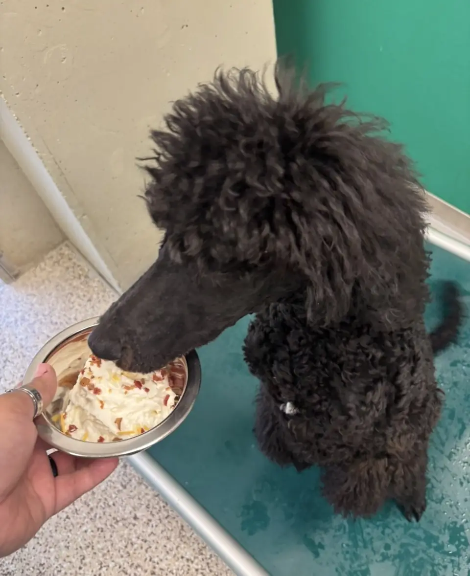 A black standard poodle guest enjoying a Happy Pup Cup of whipped cream with bacon bits
