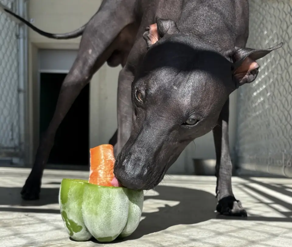 A hairless dog guest licking a frozen pupsicle treat in the sun