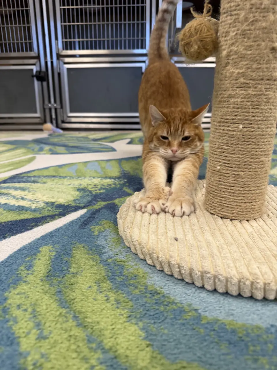 An orange tabby cat stretching at the foot of a cat tree in the Happy Paws cattery