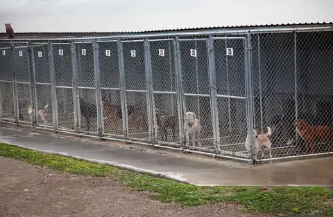A row of outdoor chain-link runs with dogs inside