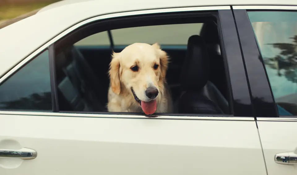A golden retriever looking out of a car window