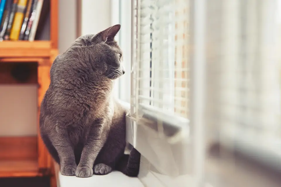 A gray cat sitting by a window with the blinds open
