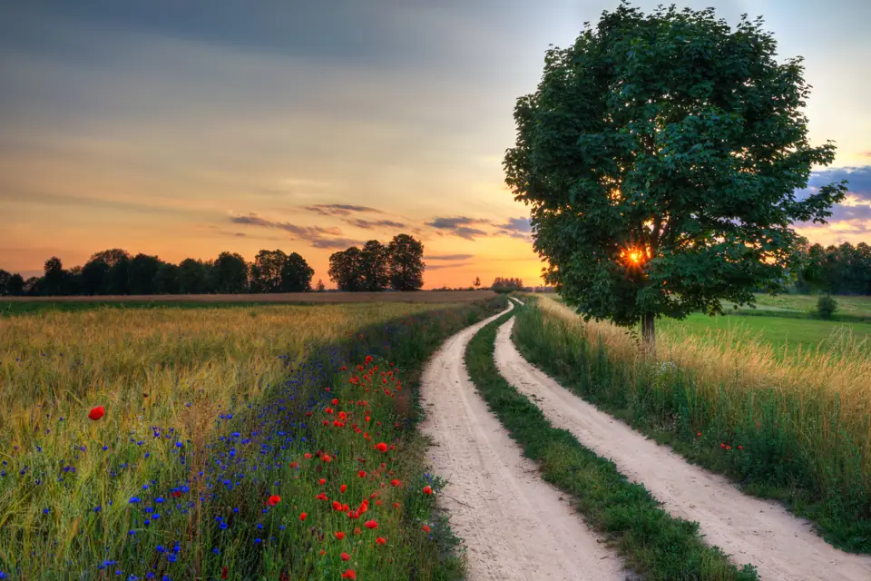 A dirt farm road between fields with a lone tree at sunset